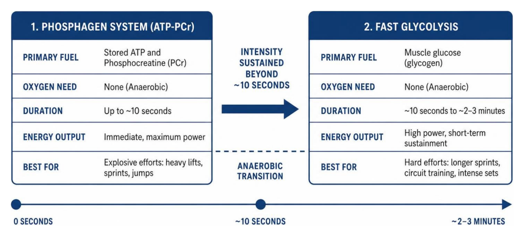 Anaerobic energy production sequence from Phosphagen to Fast Glycolysis